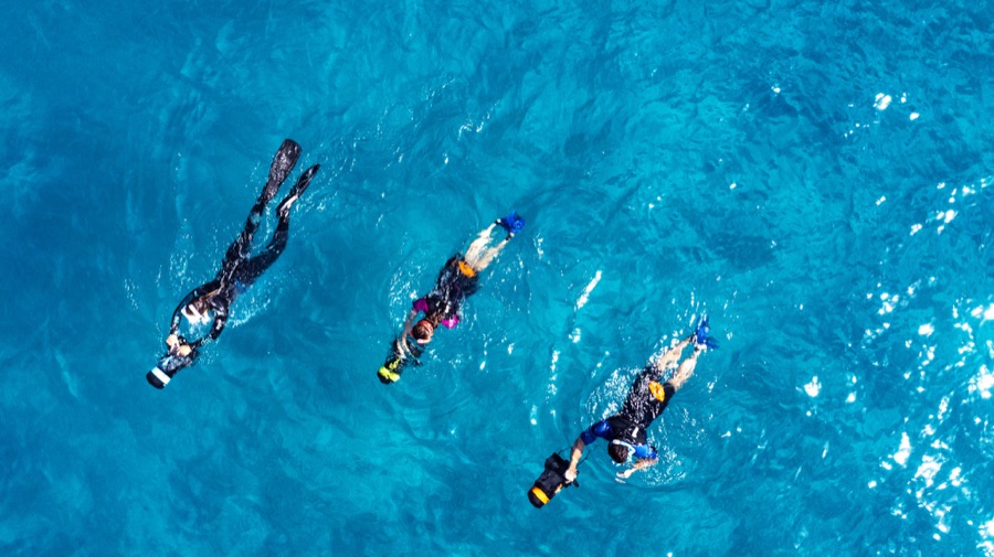 Aerial view of four snorkellers from above